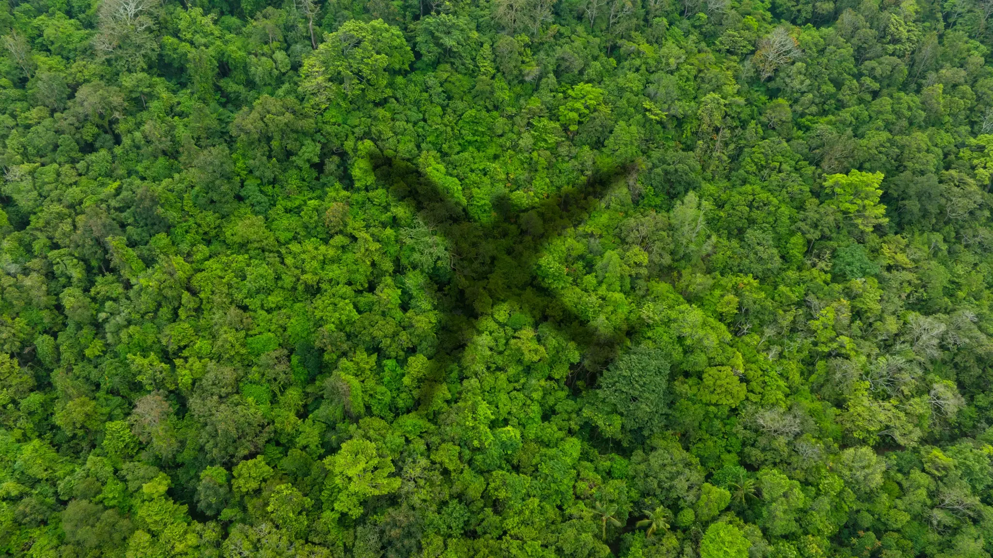 Flugzeugschatten über Urwald mit grünen Baumwipfeln